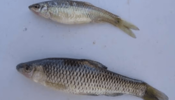 Pez pseudorasbora parva está catalogado como especie invasora.