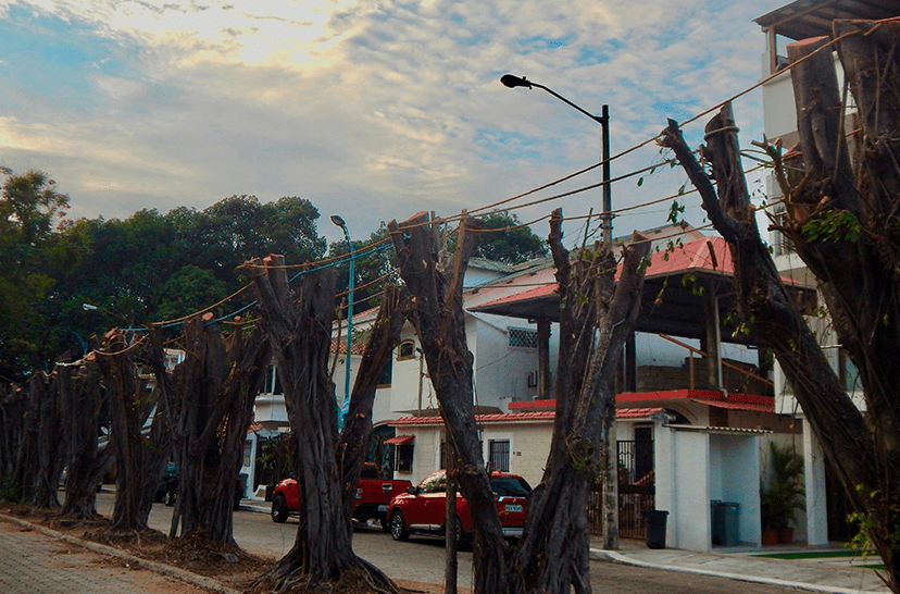 Tala de 9 arboles fiscus en Las Garzas