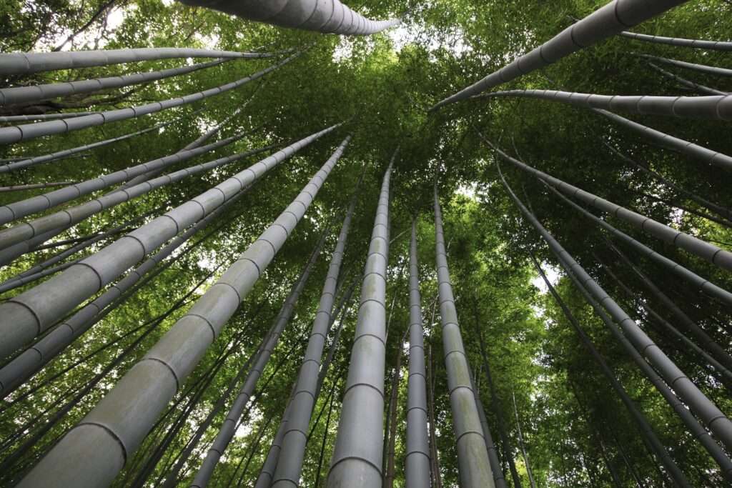 Imagen: MOSO Bamboo