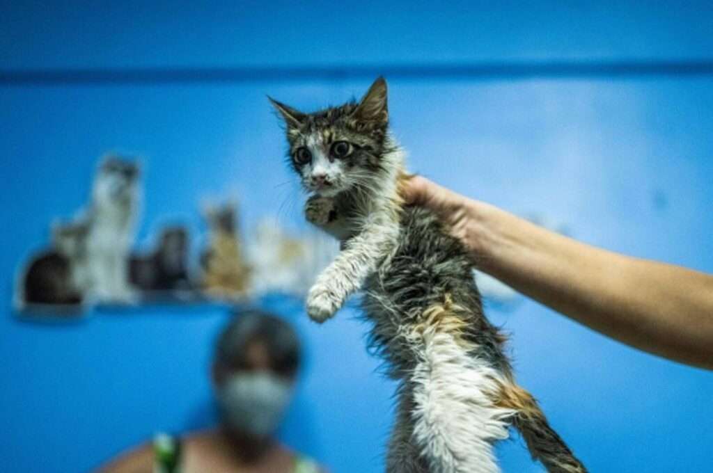 Sporothrix brasiliensis: Los peligros del hongo que afecta mayoritariamente a los gatosGetty Images | Imagen referencial