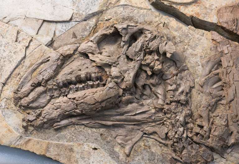 Escaneos de rayos X y cortes histológicos revelaron células cutáneas que indican la presencia de espinas en gran parte del cuerpo (Manucci/Museo Anhui )