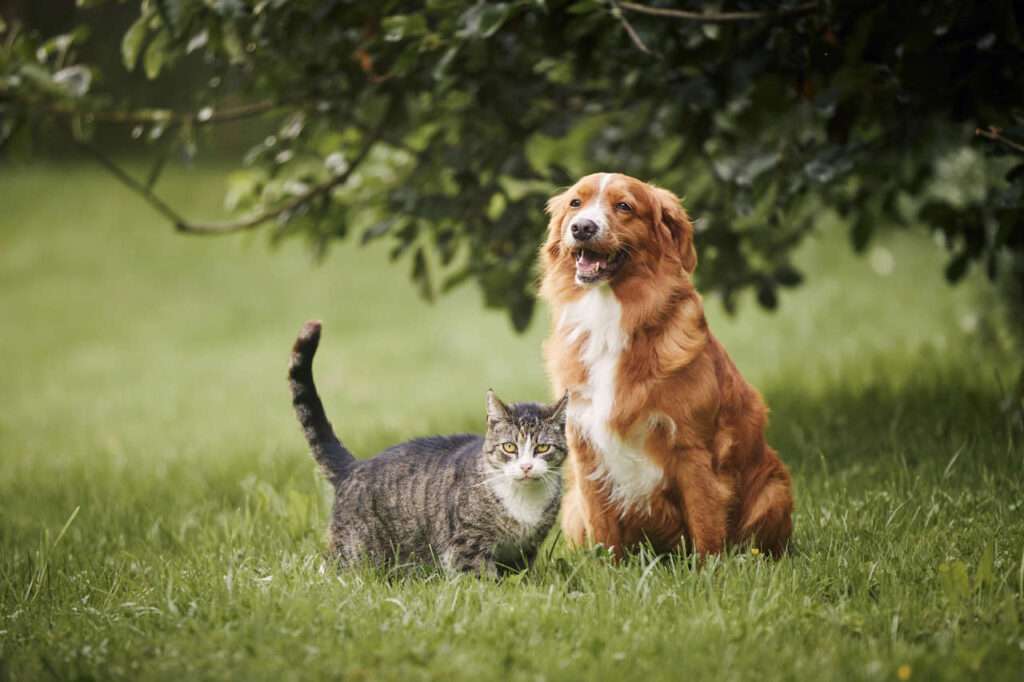 iStock / Chalabala